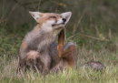 Red Fox