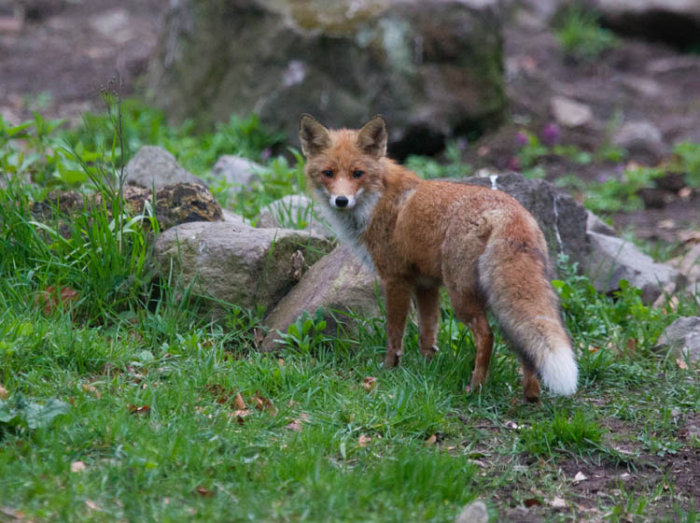 Red Fox