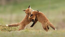 Fox Cubs