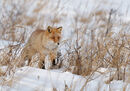 Red Fox