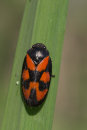 Red and Black Froghopper