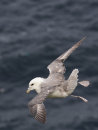 Fulmar