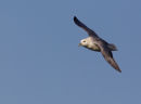 Fulmar in Flight