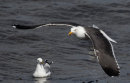 Great Black-backed Gull