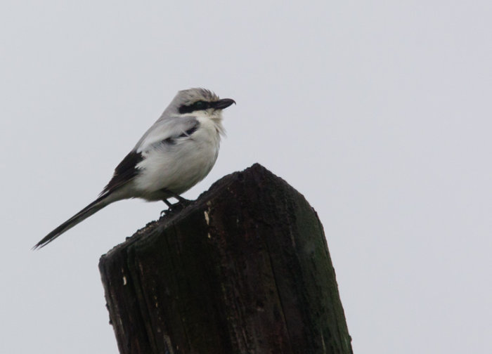 Great Grey Shrike