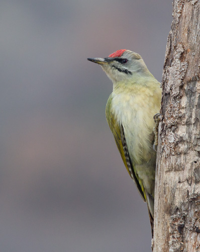Grey Headed Woodpecker