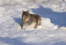 Grey Squirrel Foraging in Snow