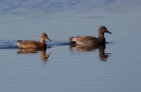 Gadwall
