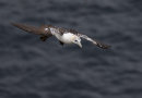 Gannet