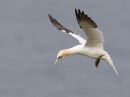 Northern Gannet