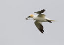 Northern Gannet with Nest Material