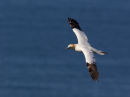 Northern Gannet