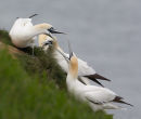 Northern Gannets