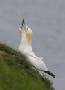 Northern Gannets, bonding