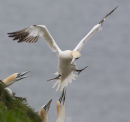 Northern Gannets