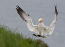Northern Gannet Landing