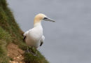 Gannet
