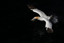 Gannet