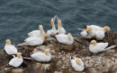 Gannet Colony