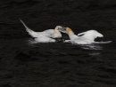 Gannet Fight