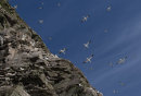 Gannets