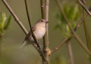 Garden Warbler