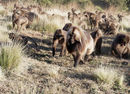 Gelada Group
