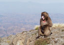 Gelada Lip-flip