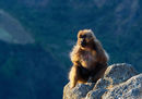Gelada