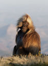Gelada