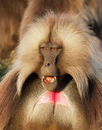 Gelada