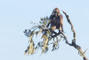 Gelada in Tree
