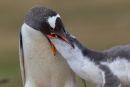 Gentoo Penguin