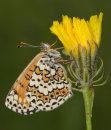 Glanville Fritillary