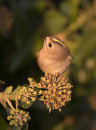Goldcrest