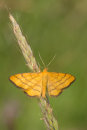 Golden-yellow Wave