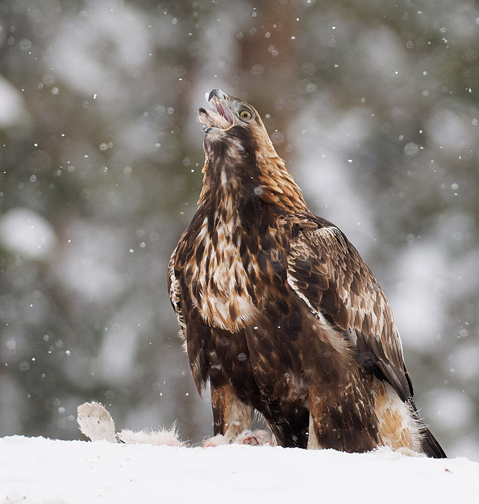 Golden Eagle Swallowing Hare's Ears