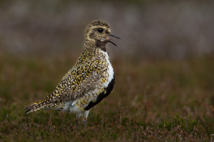 Golden Plover