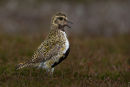 Golden Plover