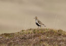 Golden Plover