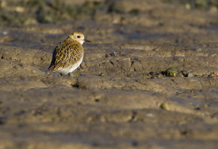 Golden Plover