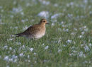 Golden Plover