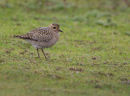 Golden Plover