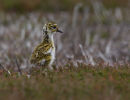 Golden Plover Juvenile