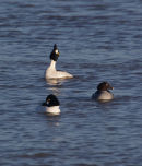 Goldeneye - displaying