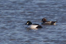 Goldeneye - male and female