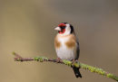 Goldfinch