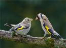 Adult Goldfinch feeding Juvenile