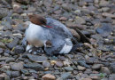 Goosander