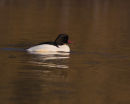 Goosander (male)